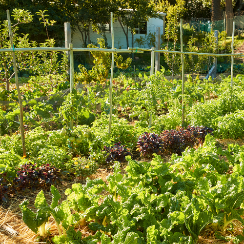 Sustainable Food Trends in 2021